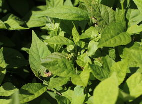 Krásnoplodka 'Magical Snow Queen' - Callicarpa 'Magical Snow Queen'