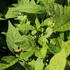 Callicarpa_Magical_Snow_Queen_2.JPG