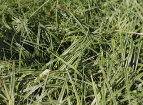 Ostřice ošimenská 'Goldwell' - Carex oshimensis 'Goldwell'