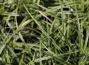 Ostřice ošimenská 'Goldwell' - Carex oshimensis 'Goldwell'