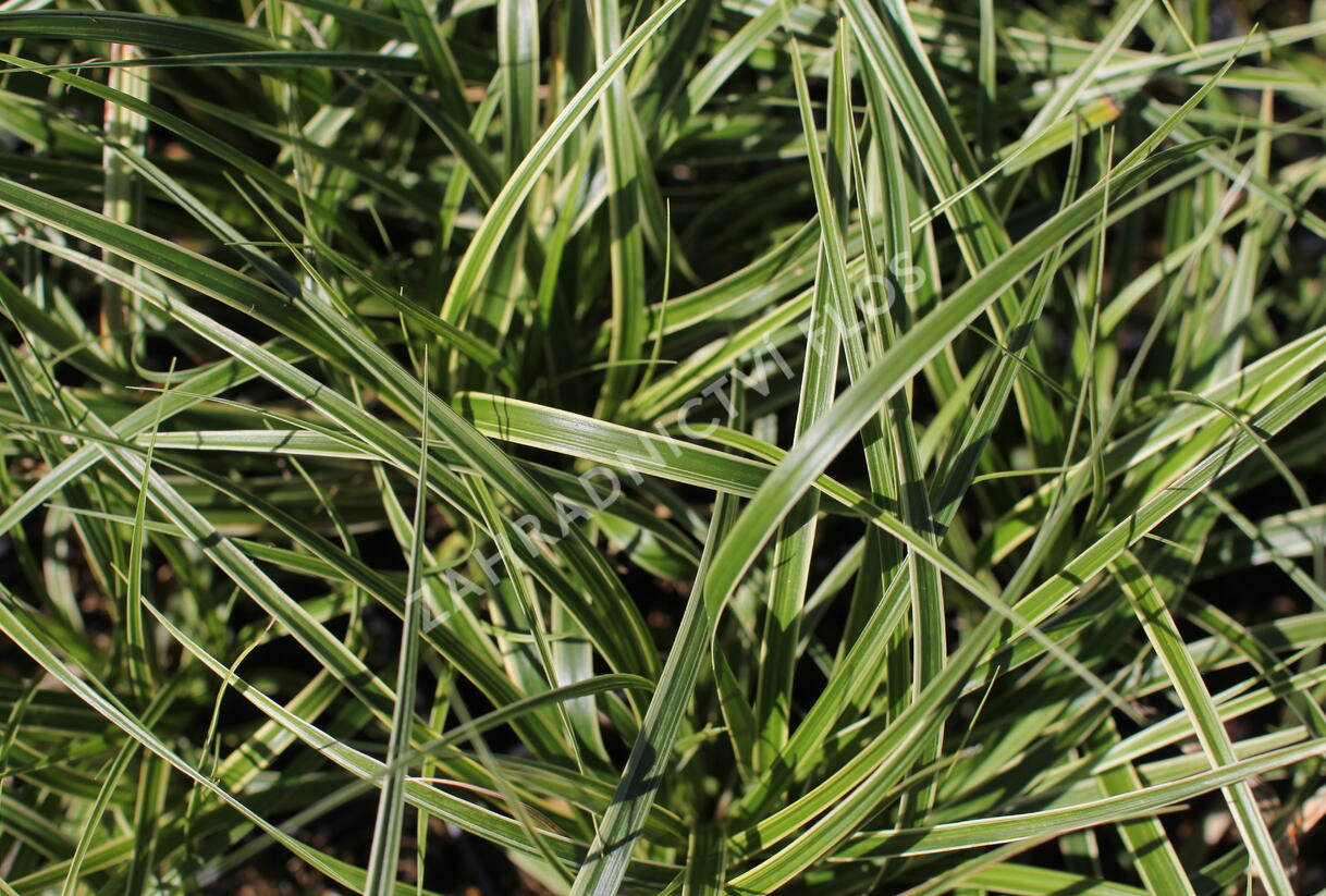 Ostřice ošimenská 'Goldwell' - Carex oshimensis 'Goldwell'