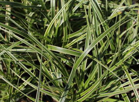 Ostřice ošimenská 'Goldwell' - Carex oshimensis 'Goldwell'