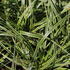 Carex_oshimensis_Goldwell_3.JPG