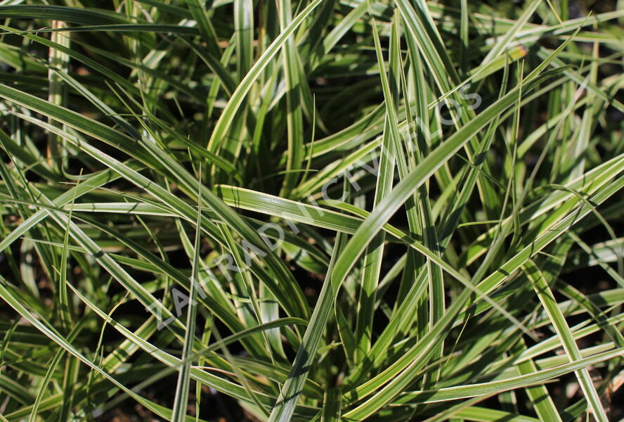 Ostřice ošimenská 'Goldwell' - Carex oshimensis 'Goldwell'