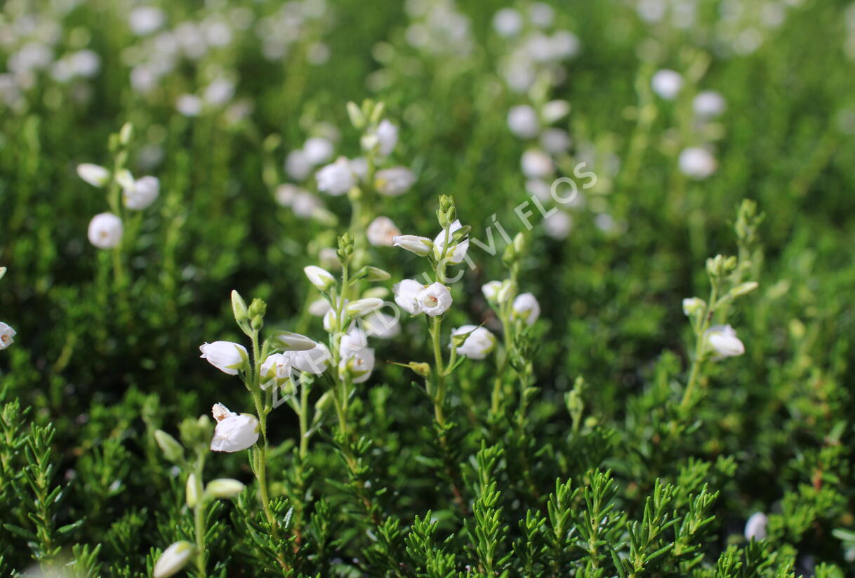 Dabécie kantabrijská, Irský vřes 'Alberta White' - Daboecia cantabrica 'Alberta White'