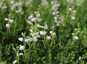 Dabécie kantabrijská, Irský vřes 'Alberta White' - Daboecia cantabrica 'Alberta White'