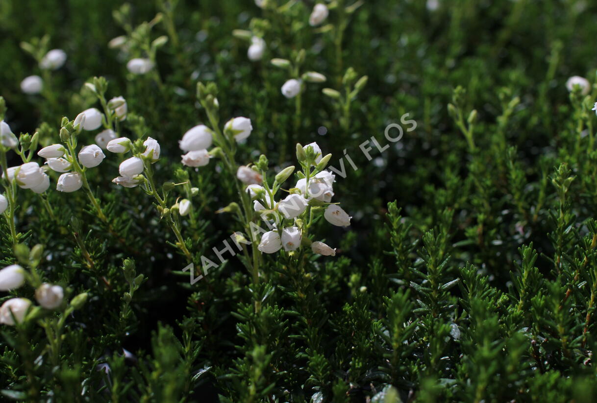 Dabécie kantabrijská, Irský vřes 'Alberta White' - Daboecia cantabrica 'Alberta White'
