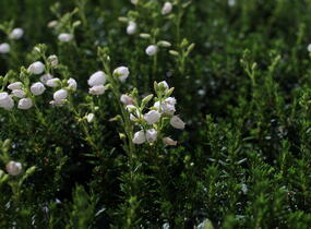 Dabécie kantabrijská, Irský vřes 'Alberta White' - Daboecia cantabrica 'Alberta White'