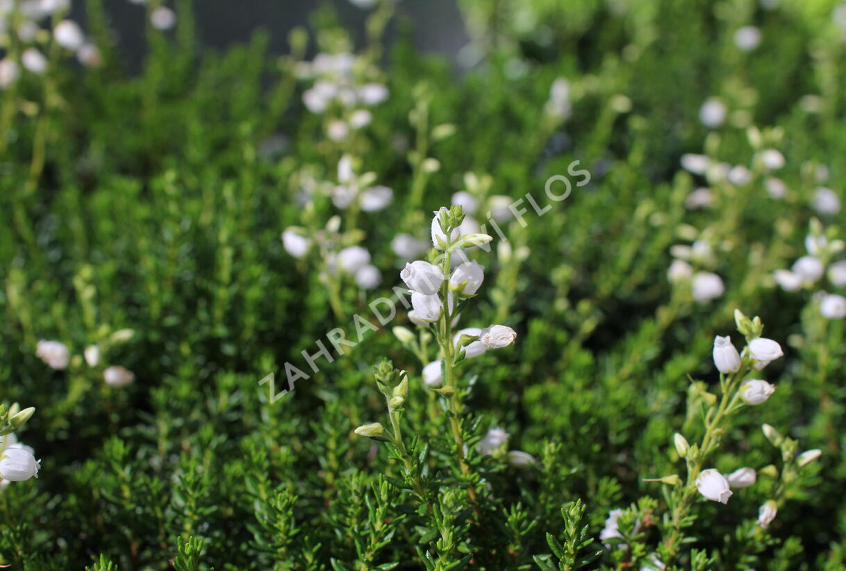 Dabécie kantabrijská, Irský vřes 'Alberta White' - Daboecia cantabrica 'Alberta White'