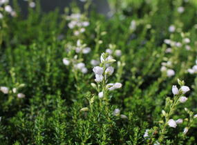 Dabécie kantabrijská, Irský vřes 'Alberta White' - Daboecia cantabrica 'Alberta White'