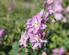 Ostrožka vyvýšená 'Delphina Pink White Bee'