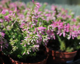 Vřesovec verticillata 'African Coral'