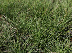 Kostřava popelavá 'Sunrise' - Festuca glauca 'Sunrise'
