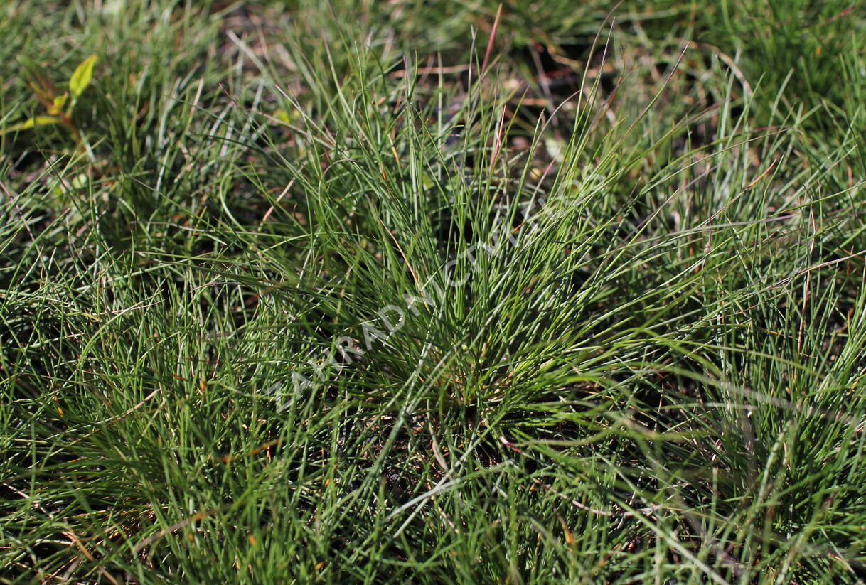 Kostřava popelavá 'Sunrise' - Festuca glauca 'Sunrise'