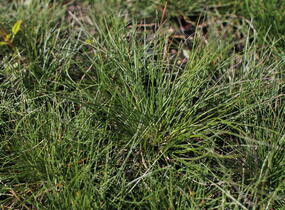 Kostřava popelavá 'Sunrise' - Festuca glauca 'Sunrise'