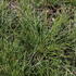 Festuca_glauca_Sunrise_2.JPG