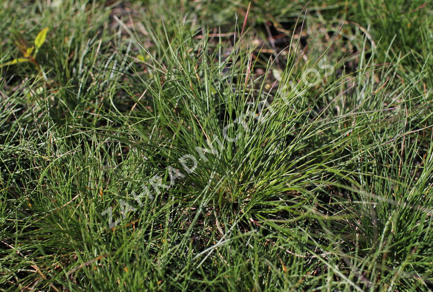 Kostřava popelavá 'Sunrise' - Festuca glauca 'Sunrise'