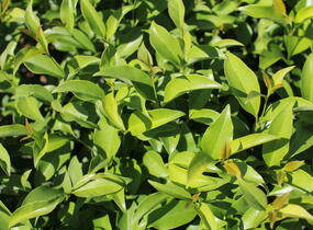 Ptačí zob lesklý 'Green Screen' - Ligustrum lucidum 'Green Screen'