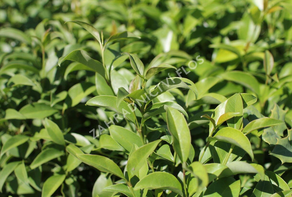 Ptačí zob lesklý 'Green Screen' - Ligustrum lucidum 'Green Screen'