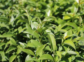 Ptačí zob lesklý 'Green Screen' - Ligustrum lucidum 'Green Screen'