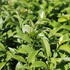 1787036516956_Ligustrum_lucidum_Green_Screen_2.JPG