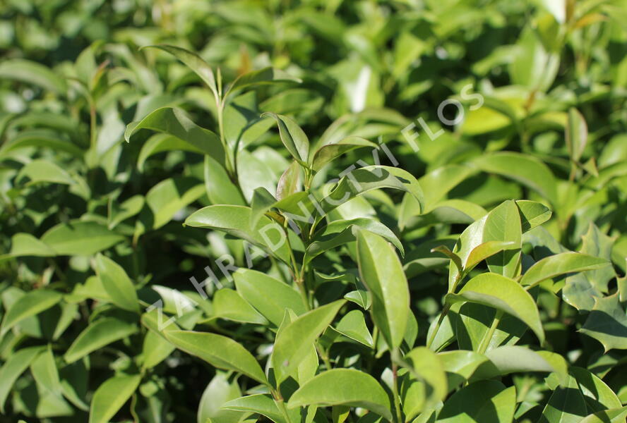 Ptačí zob lesklý 'Green Screen' - Ligustrum lucidum 'Green Screen'