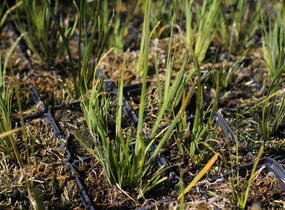 Libertie 'Taupo Sunset' - Libertia ixioides 'Taupo Sunset'