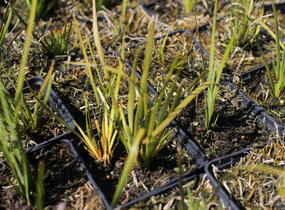 Libertie 'Taupo Sunset' - Libertia ixioides 'Taupo Sunset'