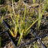 1787036516956_Libertia_ixioides_Taupo_Sunset_2.JPG