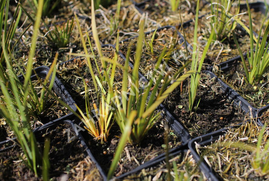 Libertie 'Taupo Sunset' - Libertia ixioides 'Taupo Sunset'