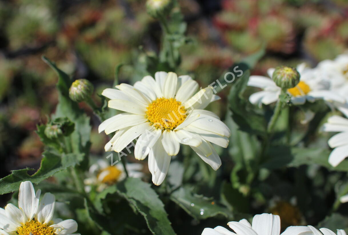 Kopretina největší 'Western Star Scorpio Vanilla' - Leucanthemum maximum 'Western Star Scorpio Vanilla'