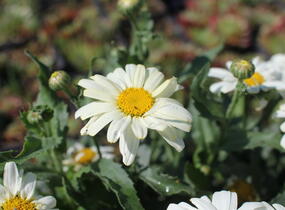 Kopretina největší 'Western Star Scorpio Vanilla' - Leucanthemum maximum 'Western Star Scorpio Vanilla'