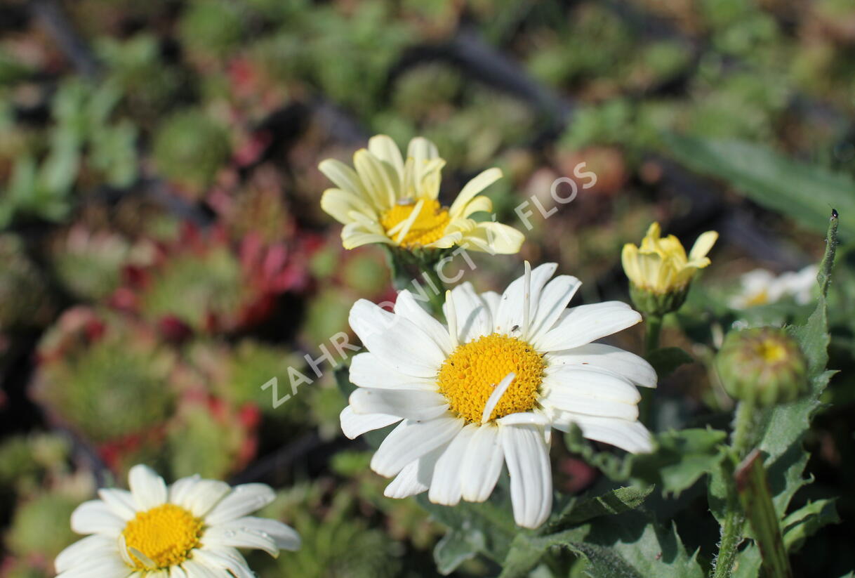 Kopretina největší 'Western Star Scorpio Vanilla' - Leucanthemum maximum 'Western Star Scorpio Vanilla'