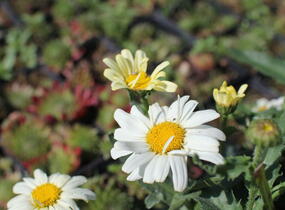 Kopretina největší 'Western Star Scorpio Vanilla' - Leucanthemum maximum 'Western Star Scorpio Vanilla'
