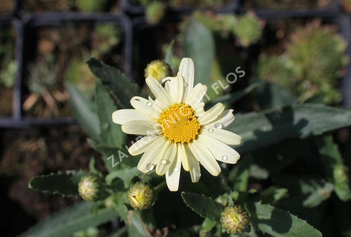 Kopretina největší 'Western Star Scorpio Vanilla' - Leucanthemum maximum 'Western Star Scorpio Vanilla'