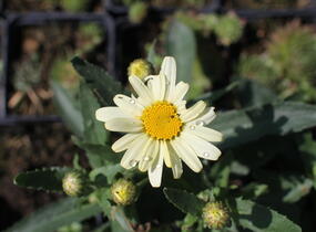 Kopretina největší 'Western Star Scorpio Vanilla' - Leucanthemum maximum 'Western Star Scorpio Vanilla'