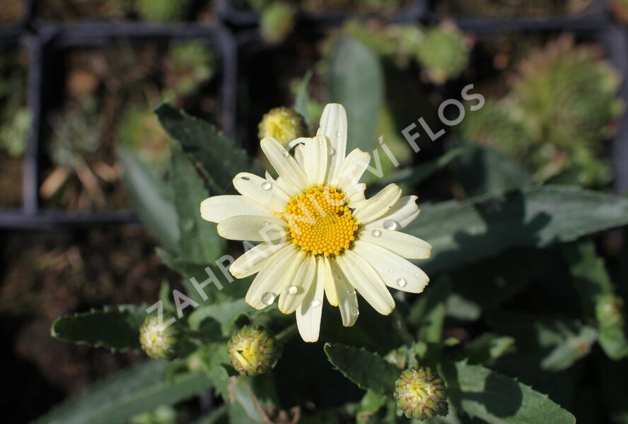Kopretina největší 'Western Star Scorpio Vanilla' - Leucanthemum maximum 'Western Star Scorpio Vanilla'
