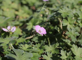 Kakost 'Mavis Simpson' - Geranium 'Mavis Simpson'