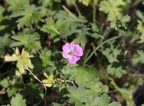 Kakost 'Mavis Simpson' - Geranium 'Mavis Simpson'