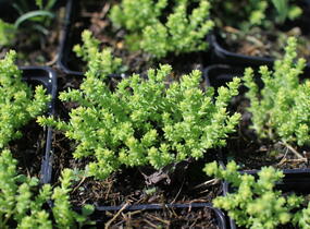 Rozchodník šestiřadý 'Nescio' - Sedum sexangulare 'Nescio'