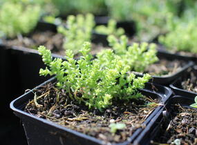 Rozchodník šestiřadý 'Nescio' - Sedum sexangulare 'Nescio'