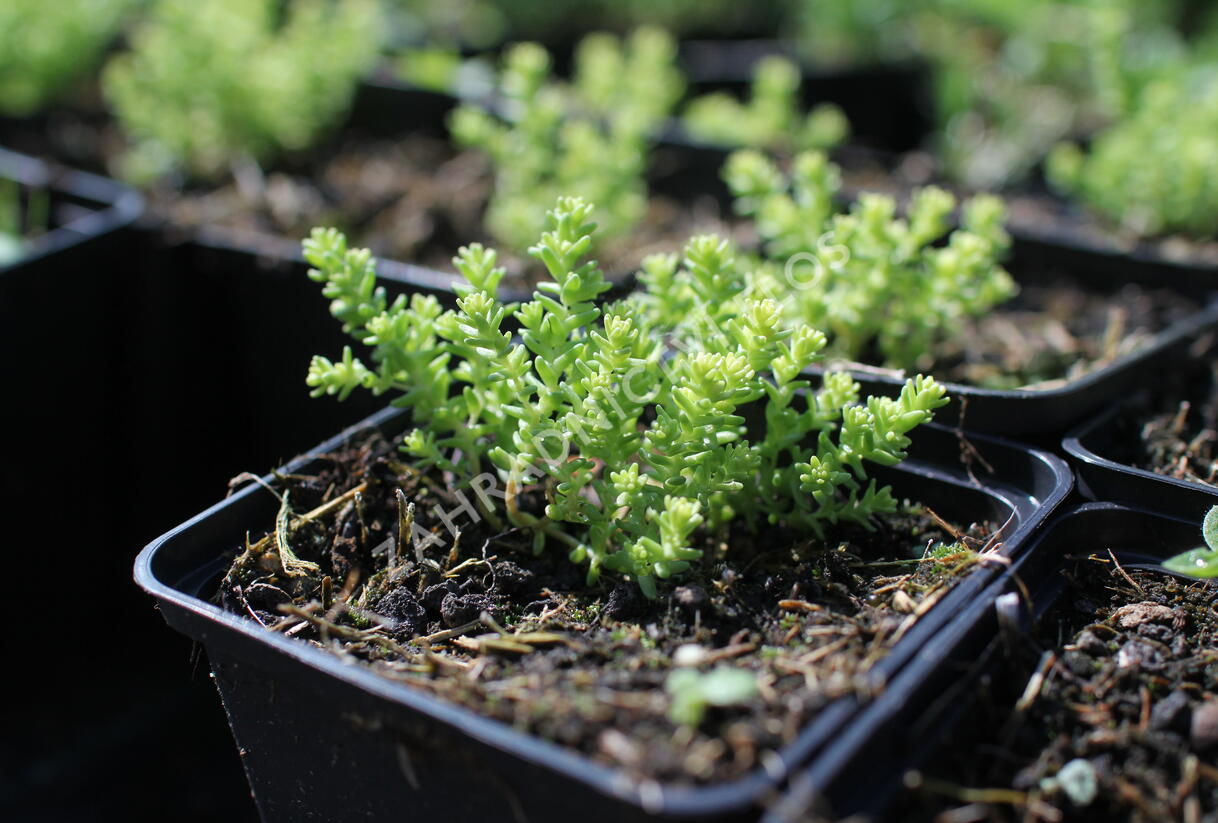 Rozchodník šestiřadý 'Nescio' - Sedum sexangulare 'Nescio'