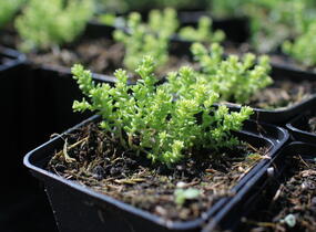 Rozchodník šestiřadý 'Nescio' - Sedum sexangulare 'Nescio'