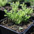 1787038282759_Sedum_sexangulare_Nescio_3.JPG