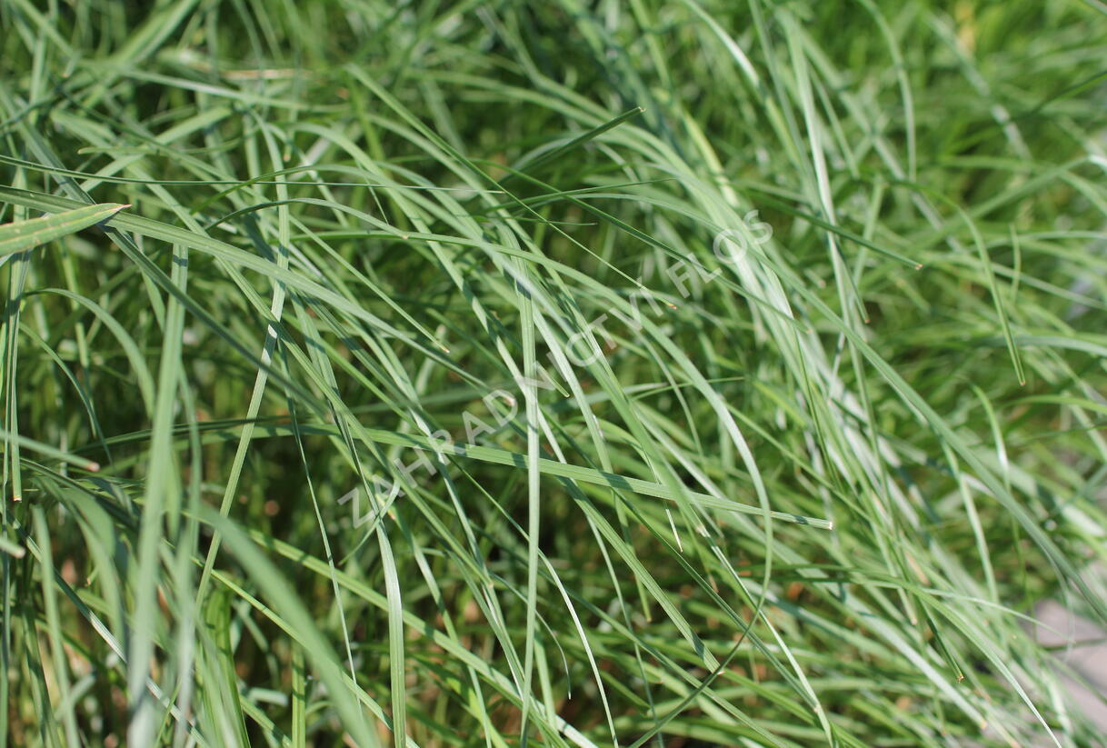 Dochan huňatý 'Longistylum' - Pennisetum villosum 'Longistylum'