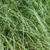 1787038282758_Pennisetum_villosum_Longistylum_1.JPG