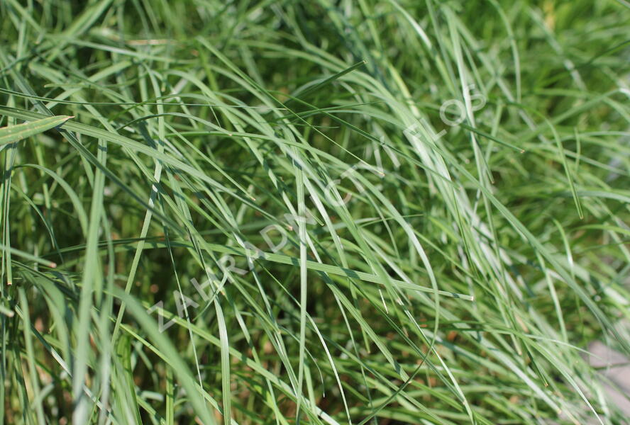 Dochan huňatý 'Longistylum' - Pennisetum villosum 'Longistylum'