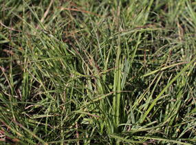 Ozdobnice čínská 'Strictus Dwarf' - Miscanthus sinensis 'Strictus Dwarf'