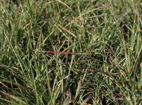Ozdobnice čínská 'Strictus Dwarf' - Miscanthus sinensis 'Strictus Dwarf'