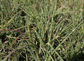 Ozdobnice čínská 'Strictus Dwarf' - Miscanthus sinensis 'Strictus Dwarf'